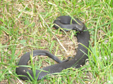 V&iacute;bora cant&aacute;brica