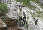 Fauna en El Cares 